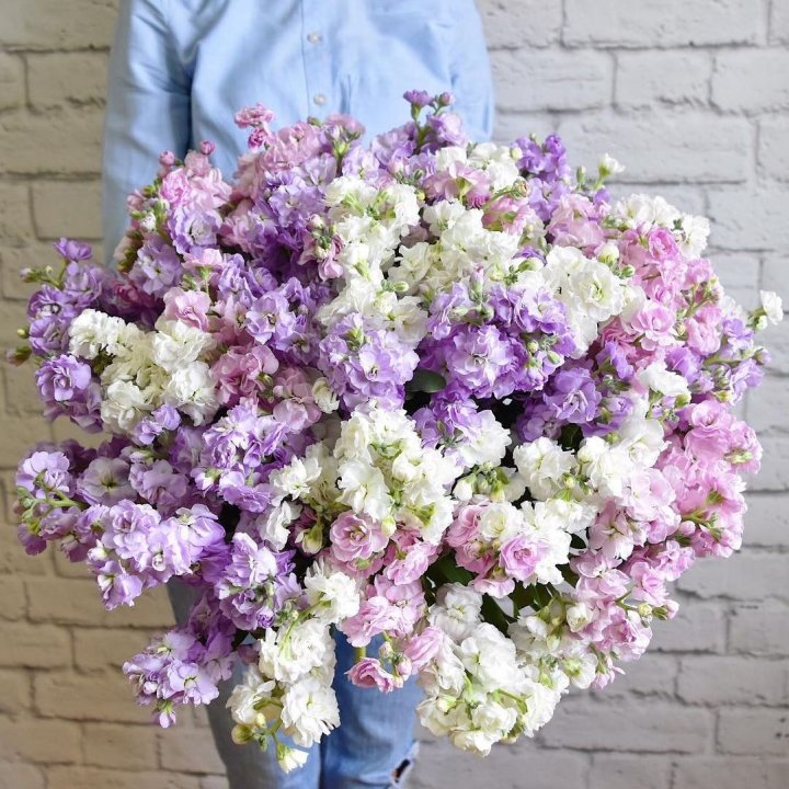 Облако маттиол в Хабаровске