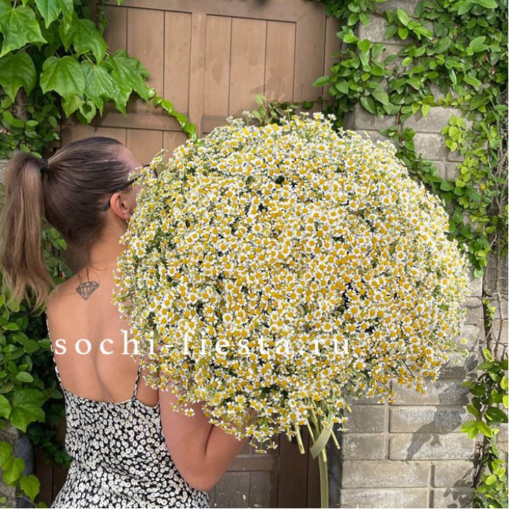 101 ромашка в Хабаровске