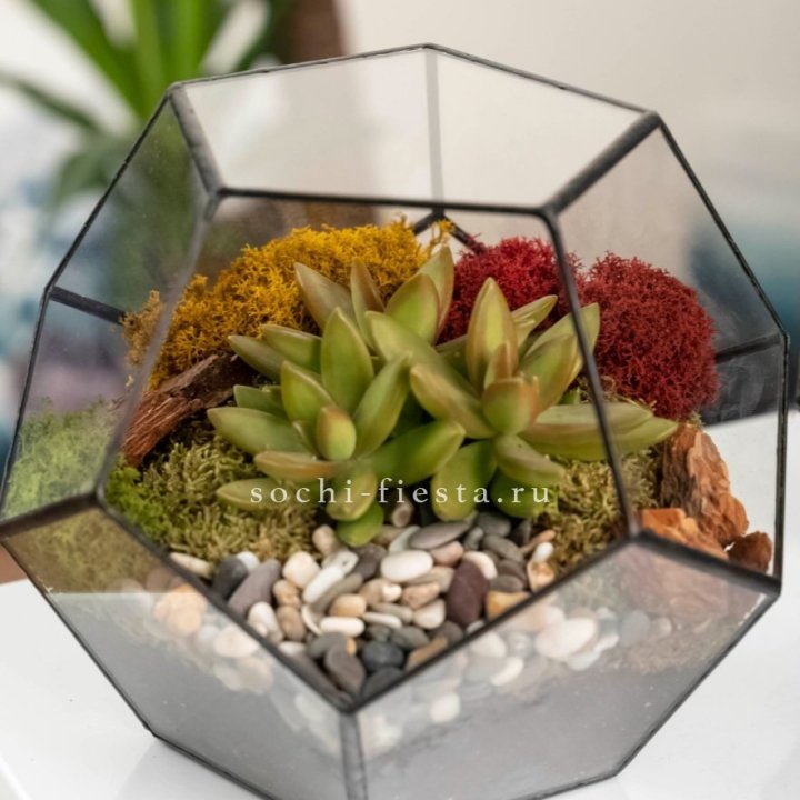 Флорариум “Додекаэдр” с суккулентом Седум в Хабаровске