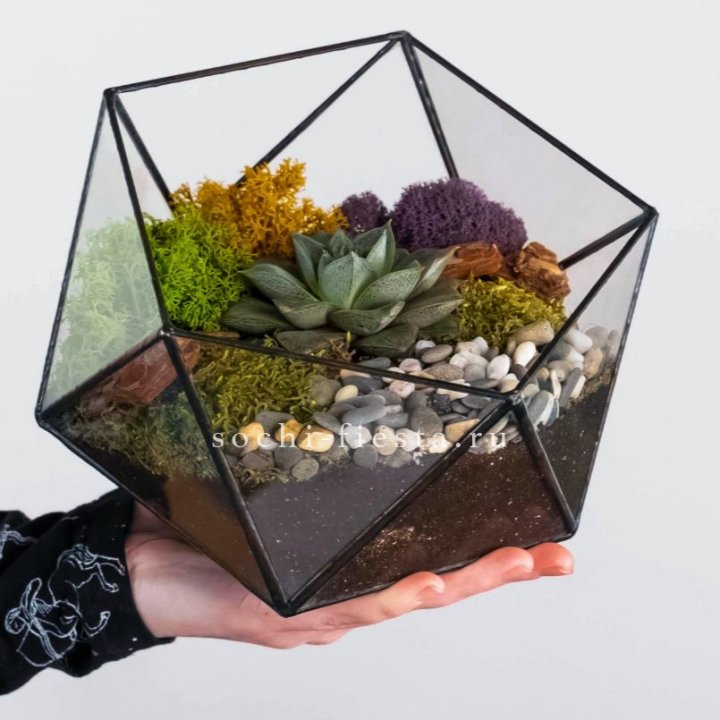 Флорариум “Икосаэдр” с суккулентом Каменная Роза в Хабаровске