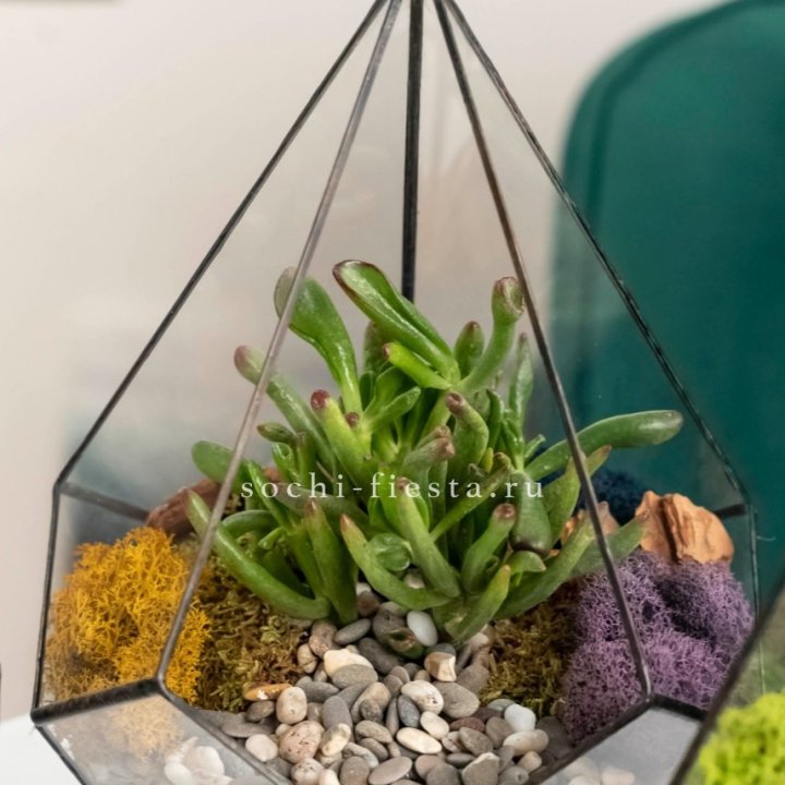 Флорариум “Капля” с суккулентом Крассула Хоббит в Хабаровске