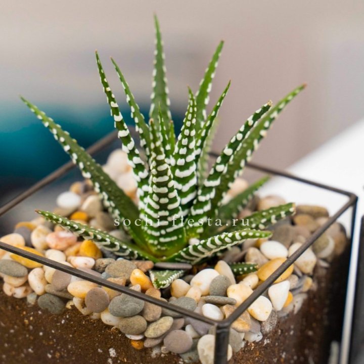 Флорариум Кубик с суккулентом Хавортия в Хабаровске