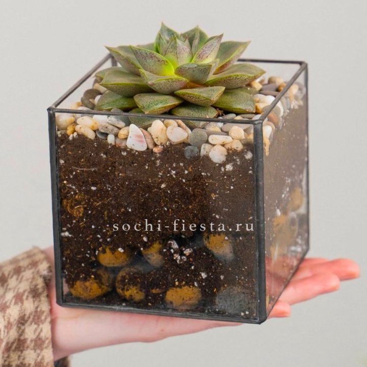 Флорариум Кубик с суккулентом Каменная роза в Хабаровске