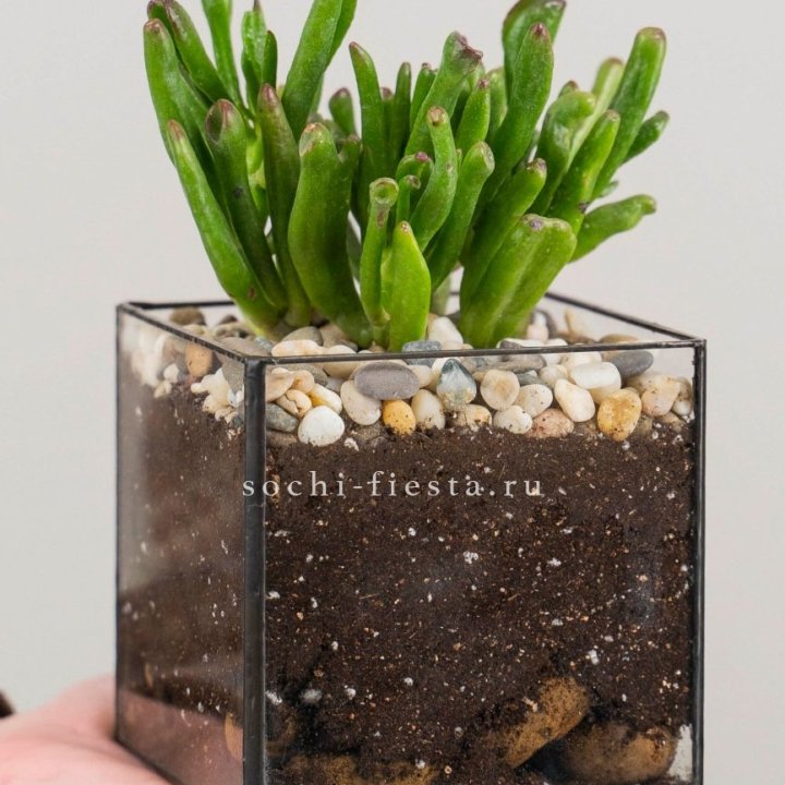 Флорариум Кубик с суккулентом Хоббит в Хабаровске