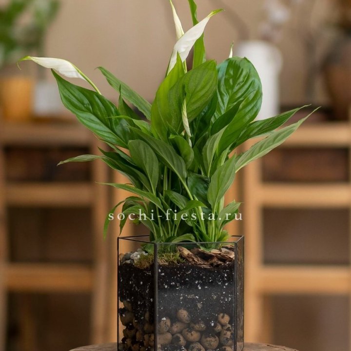 Спатифиллум в кашпо Пятиугольник в Хабаровске