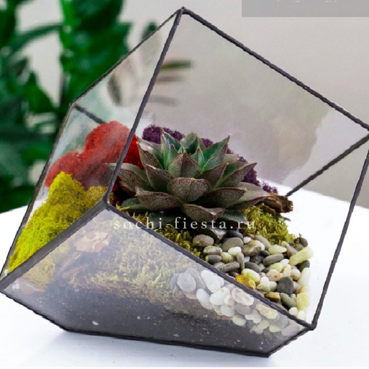 Флорариум Куб усеченный с суккулентом Каменная роза в Хабаровске