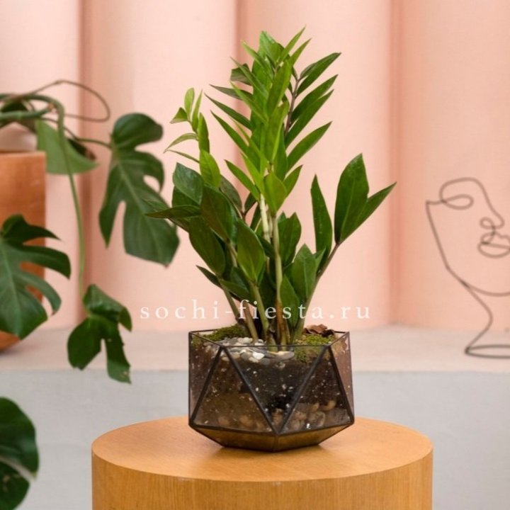 Замиокулькас в кашпо Икосаедр в Хабаровске