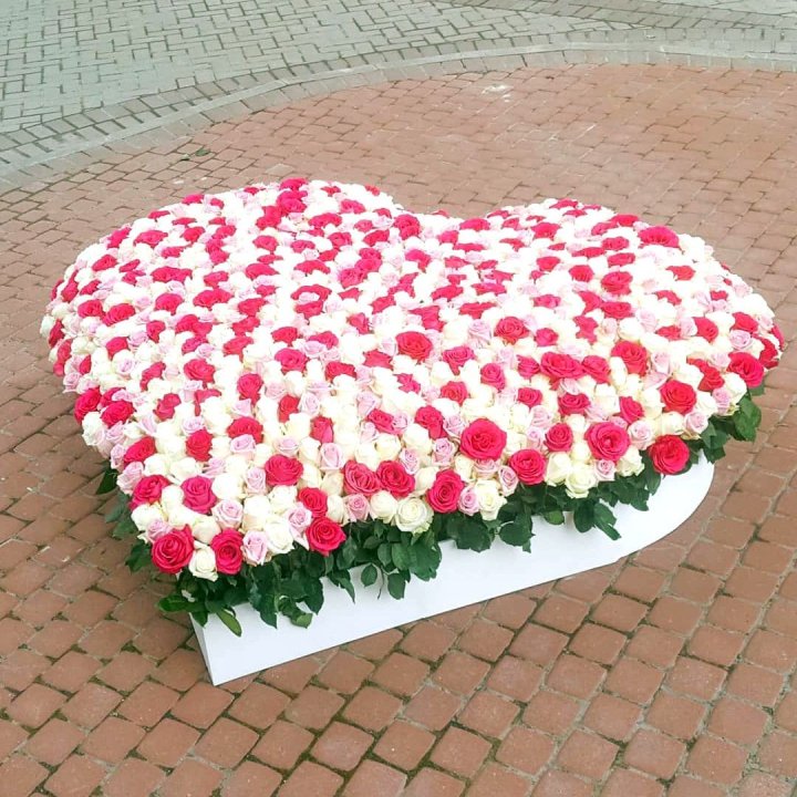 555 роза  в Хабаровске