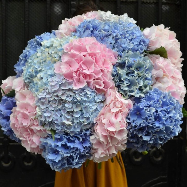 Букет гортензий "Фонтан" в Хабаровске