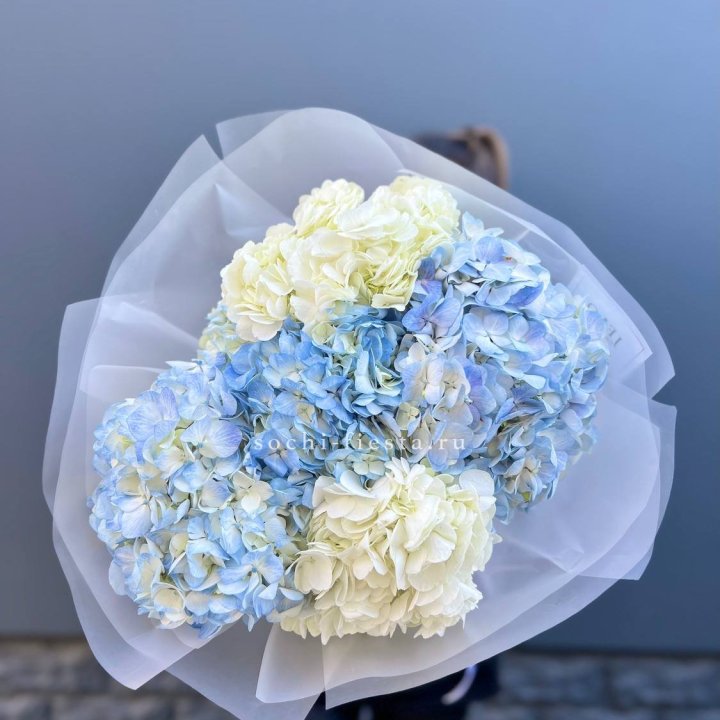 5 бело-голубых гортензий в Хабаровске