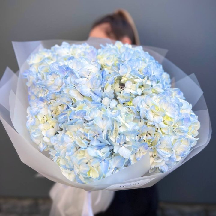 5 голубых гортензий в Хабаровске