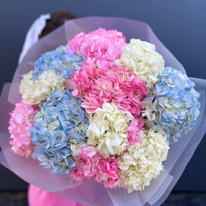 11 гортензий микс в Хабаровске