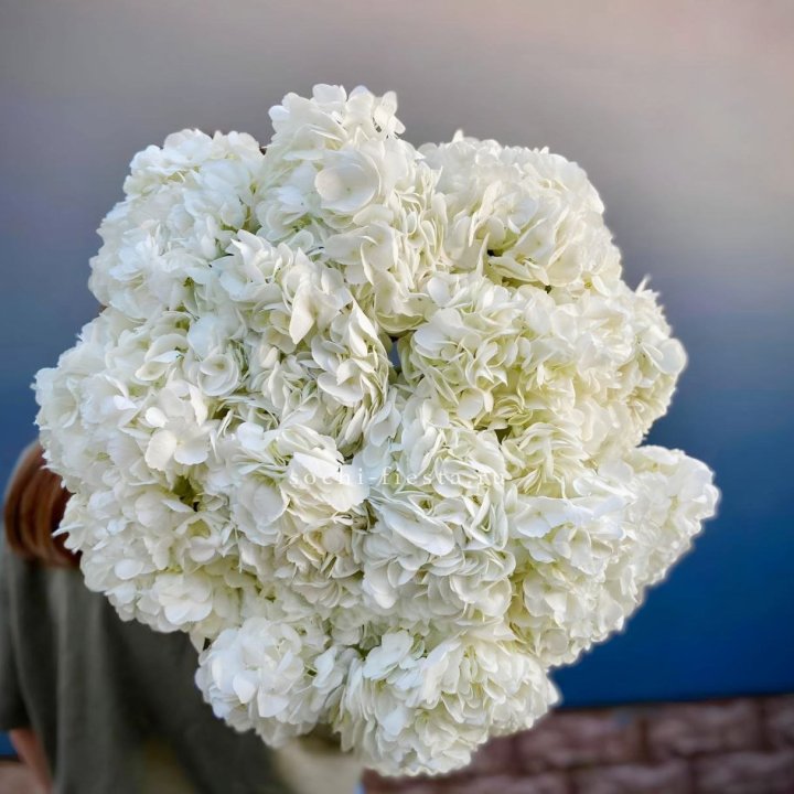Охапка белой гортензии в Хабаровске