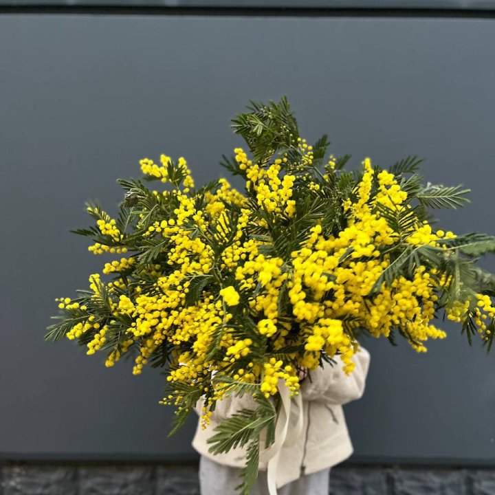 Охопка мимозы в Хабаровске