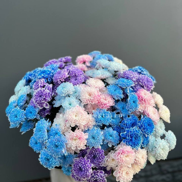 25 цветных хризантем в Хабаровске