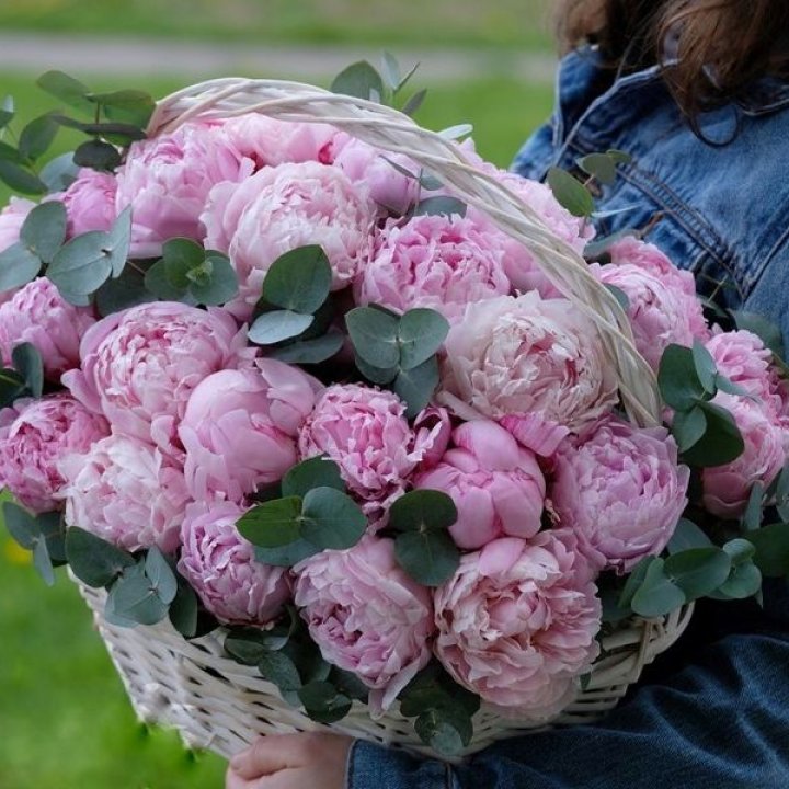 51 пион в корзине в Хабаровске