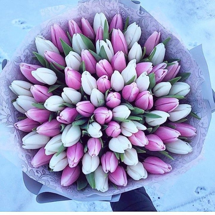 101 тюльпан "Лолипоп" в Хабаровске